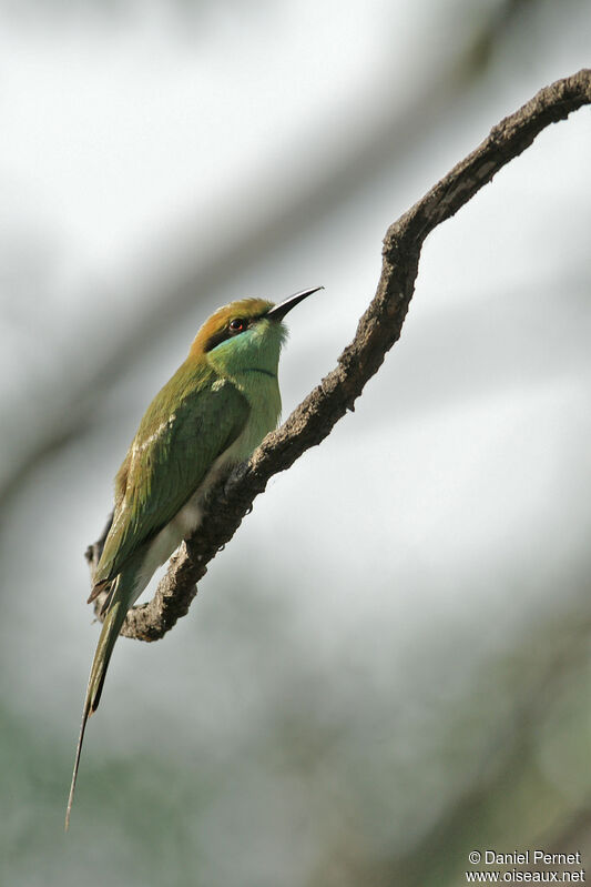 Guêpier d'Orientadulte, identification