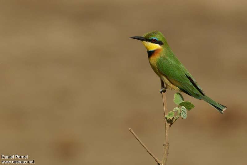 Guêpier nainadulte, identification