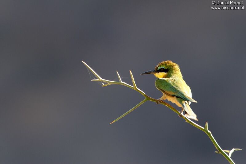 Guêpier nainadulte, identification