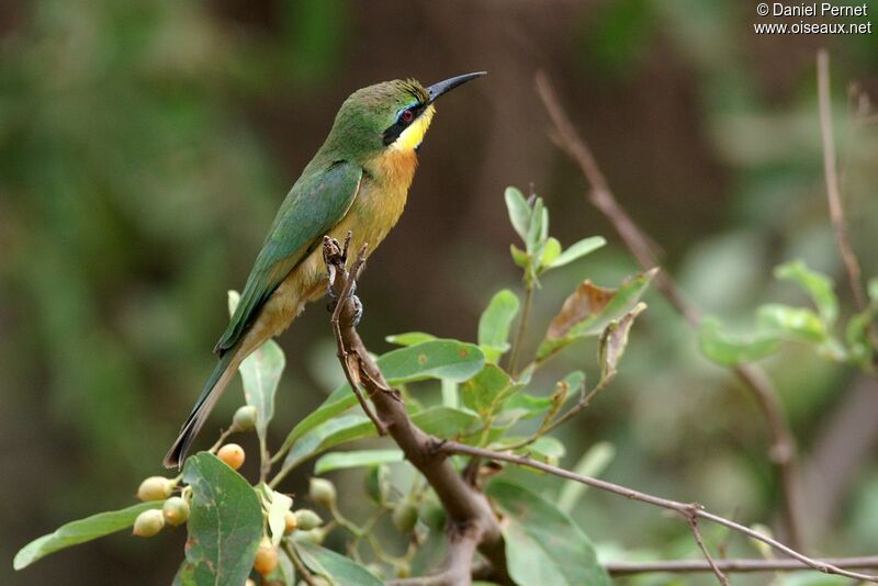 Guêpier nainadulte, identification