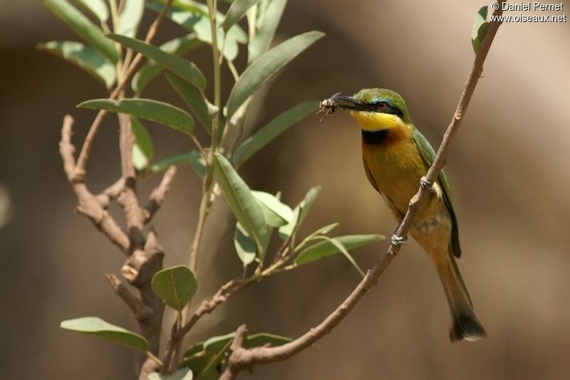 Guêpier nainadulte, identification, Comportement