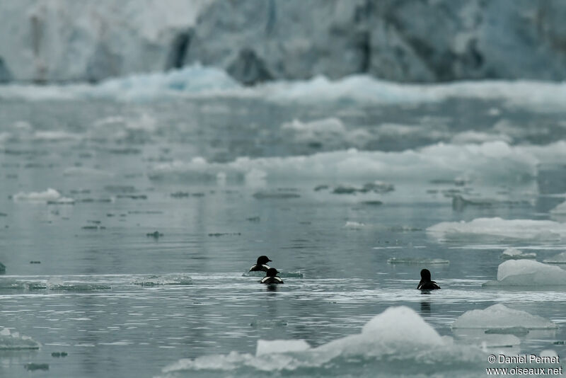 Black Guillemotadult, swimming