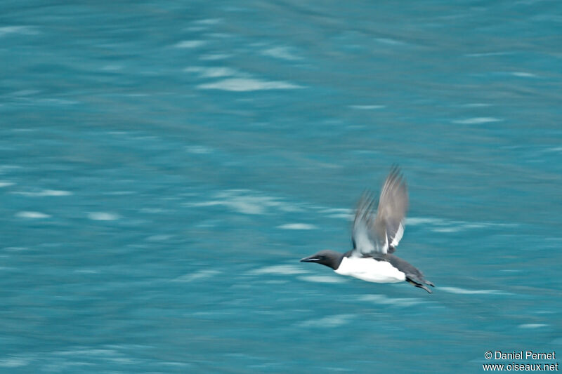 Thick-billed Murreadult, Flight