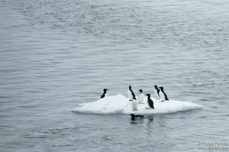 Guillemot de Brünnichadulte