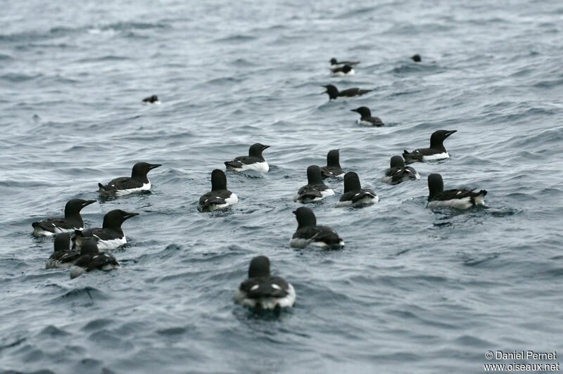 Guillemot de Brünnichadulte, nage, pêche/chasse