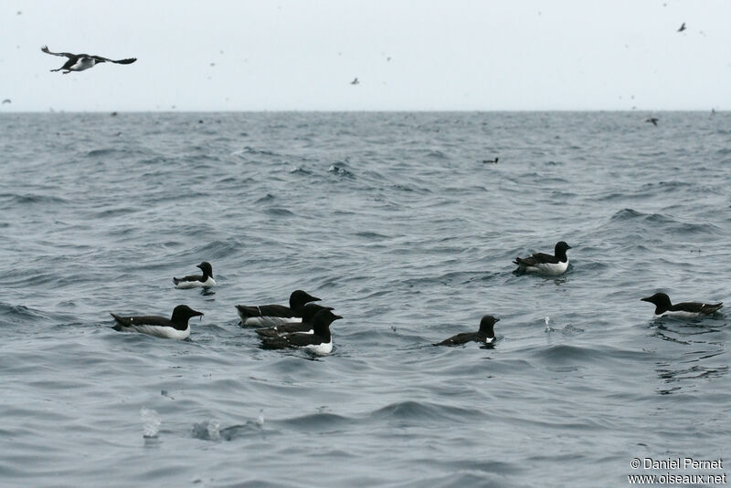 Guillemot de Brünnich, nage, pêche/chasse