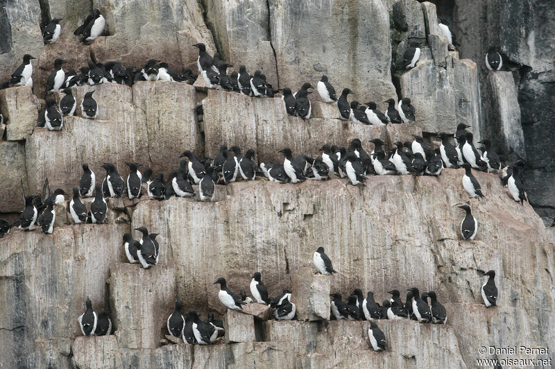 Thick-billed Murre female adult, Reproduction-nesting