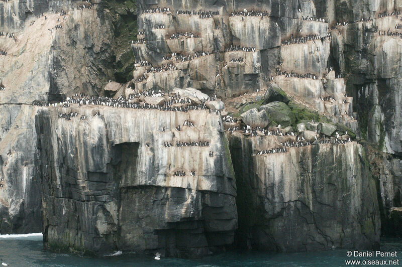 Guillemot de Brünnichadulte, Nidification