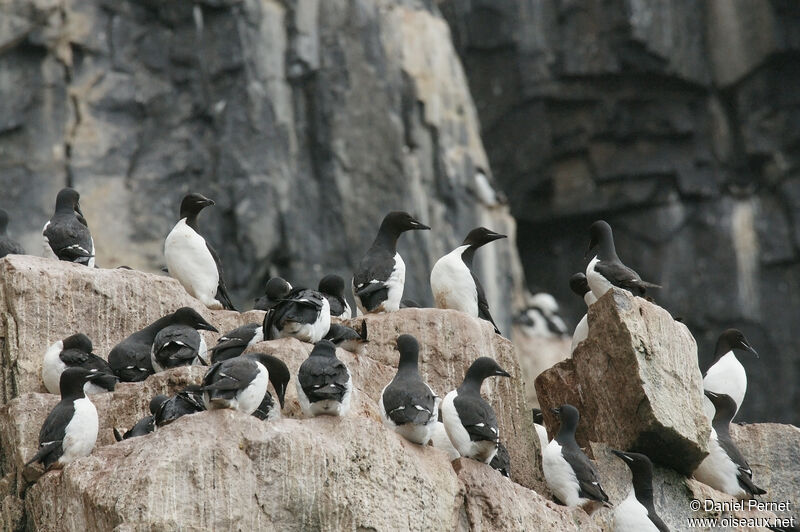 Guillemot de Brünnichadulte, Nidification