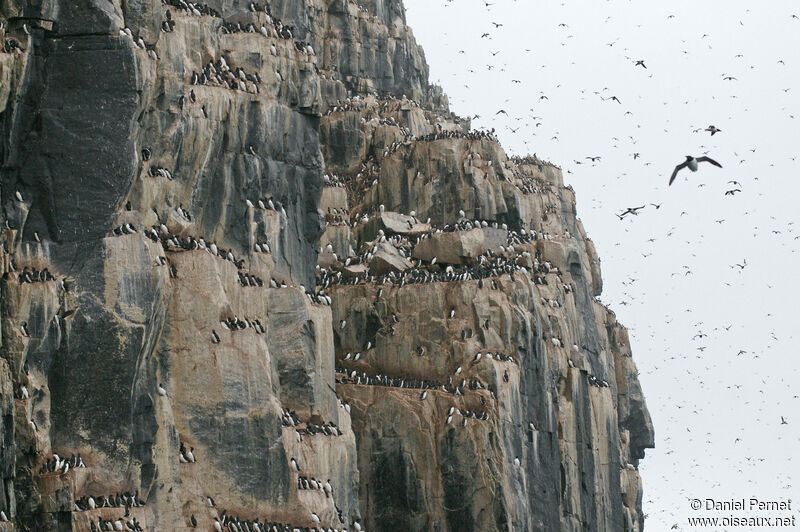 Thick-billed Murre, Flight, walking, colonial reprod.