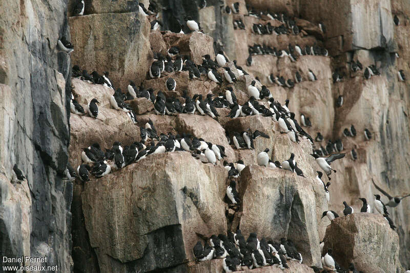 Guillemot de Brünnichadulte nuptial, habitat, Nidification