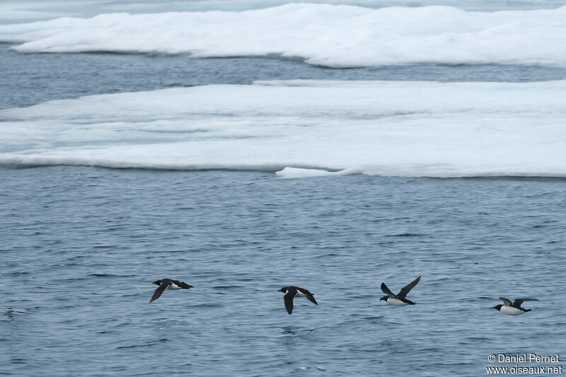 Thick-billed Murreadult, Flight, fishing/hunting