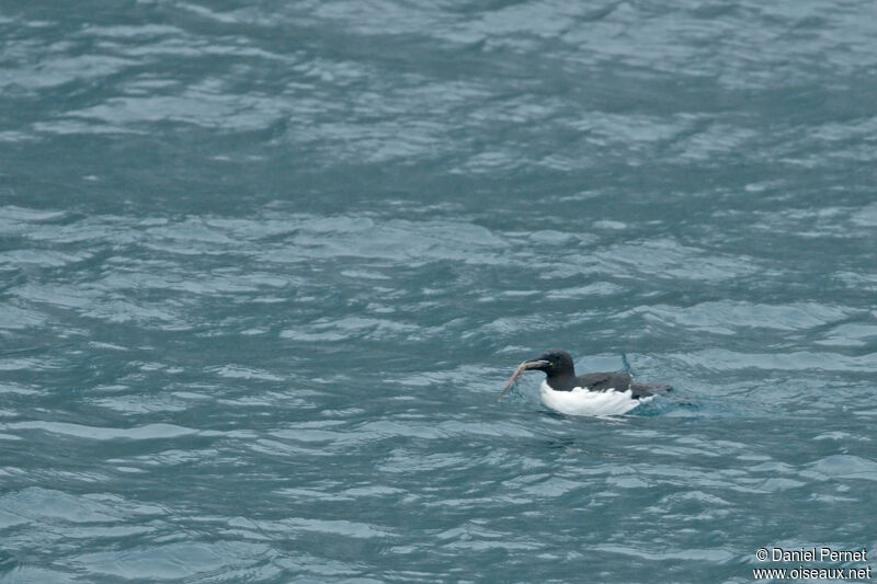 Guillemot de Brünnichadulte, nage, pêche/chasse