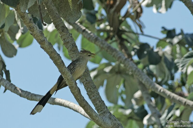 Guira cantaraadulte, identification, Comportement