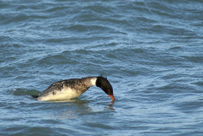 Red-breasted Merganser male adult post breeding, Behaviour