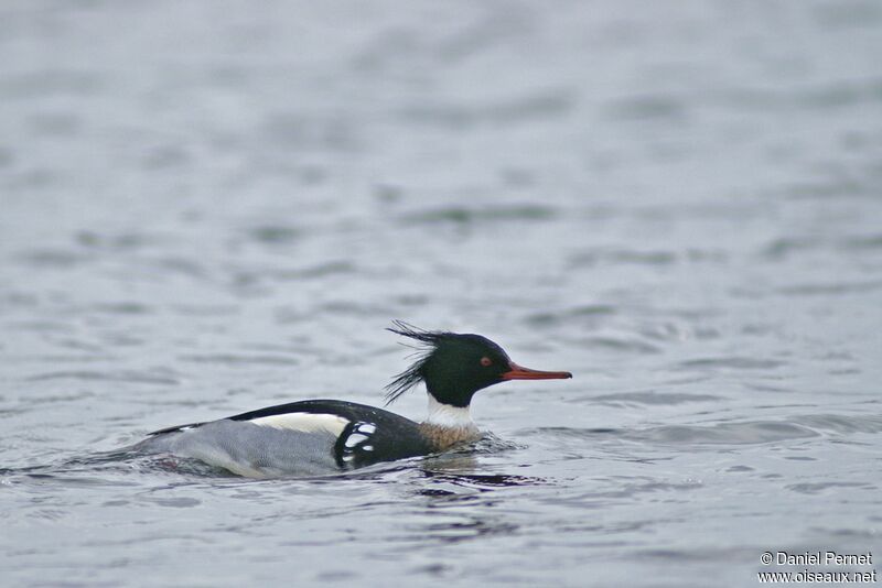 Red-breasted Merganser male adult post breeding, identification