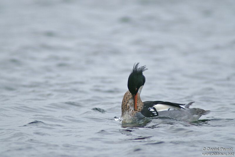 Red-breasted Merganser male adult post breeding, Behaviour