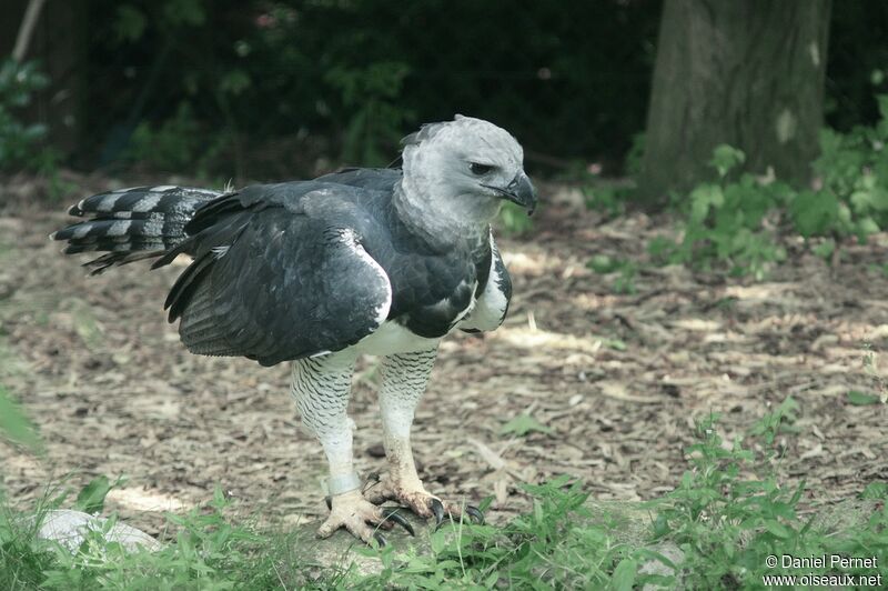 Harpie féroceadulte, identification