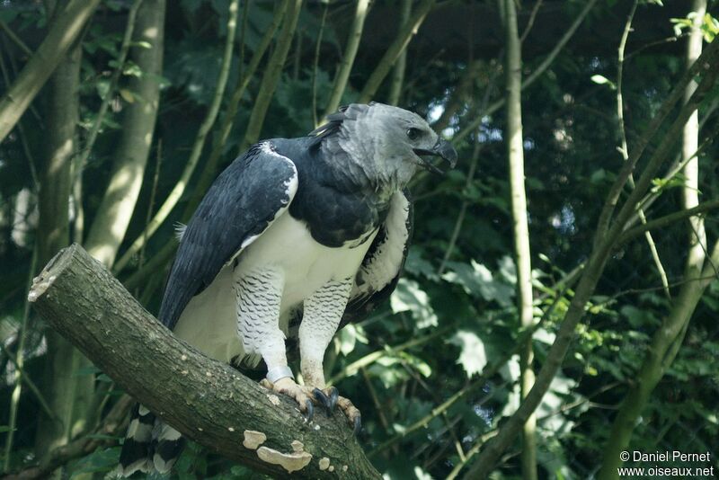 Harpy Eagleadult, identification