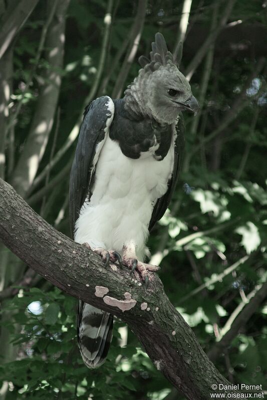 Harpie féroceadulte, identification