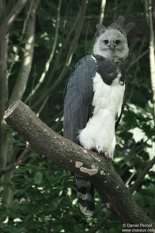 Harpie féroceadulte, identification