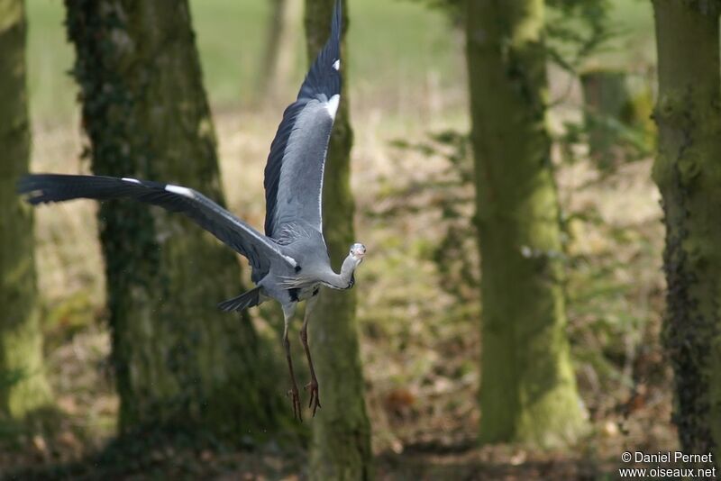 Grey Heronadult, Flight