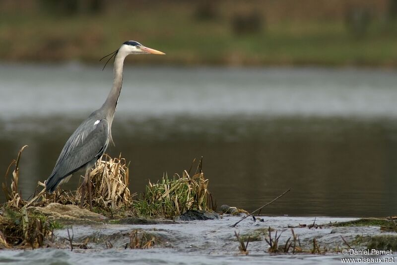 Grey Heronadult, identification, Behaviour