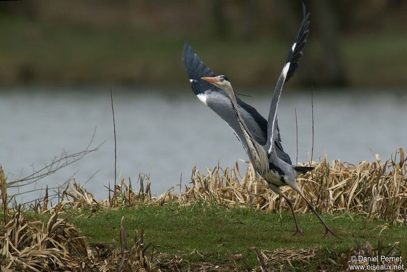 Grey Heronadult, Flight, Behaviour