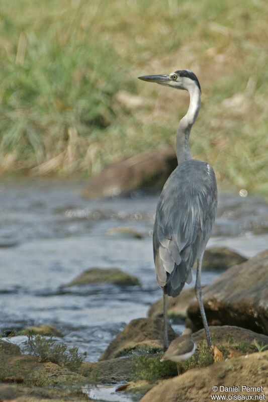 Héron cendréadulte, habitat