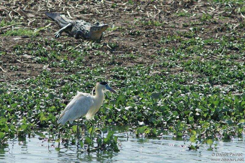 Capped Heronadult, identification, Behaviour