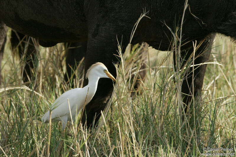 Western Cattle Egretadult, identification