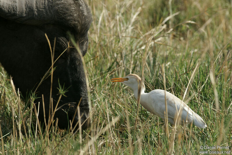 Héron garde-boeufsadulte, identification