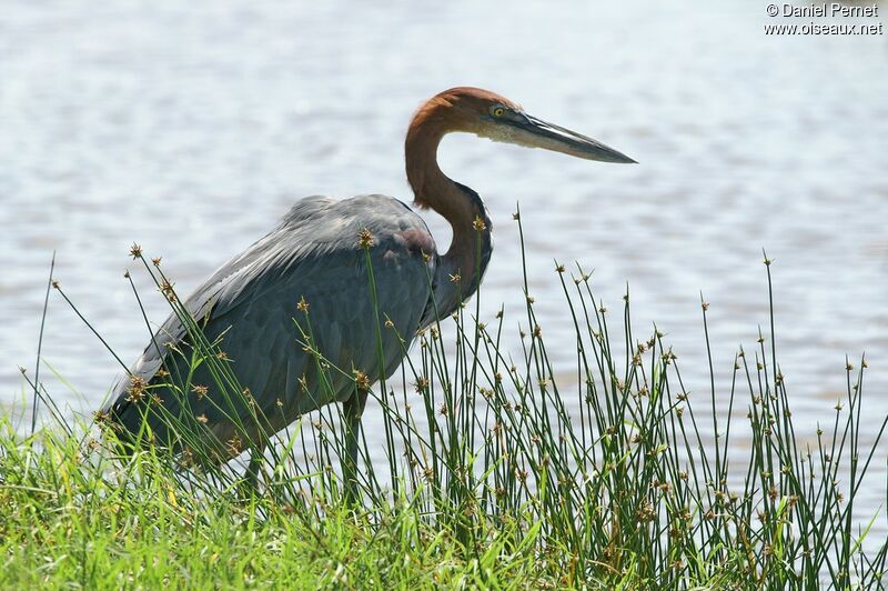 Goliath Heron, identification