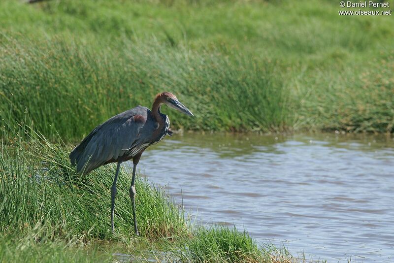 Goliath Heron, identification