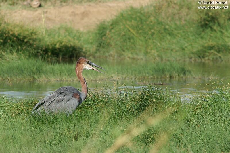 Goliath Heron, identification