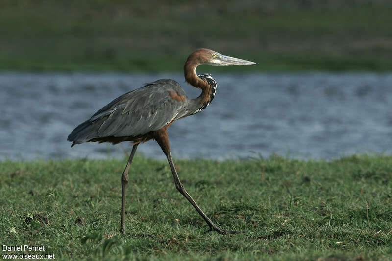 Goliath Heronadult, identification, pigmentation, walking