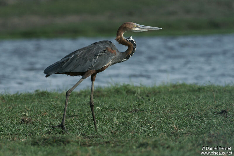 Goliath Heronadult, identification