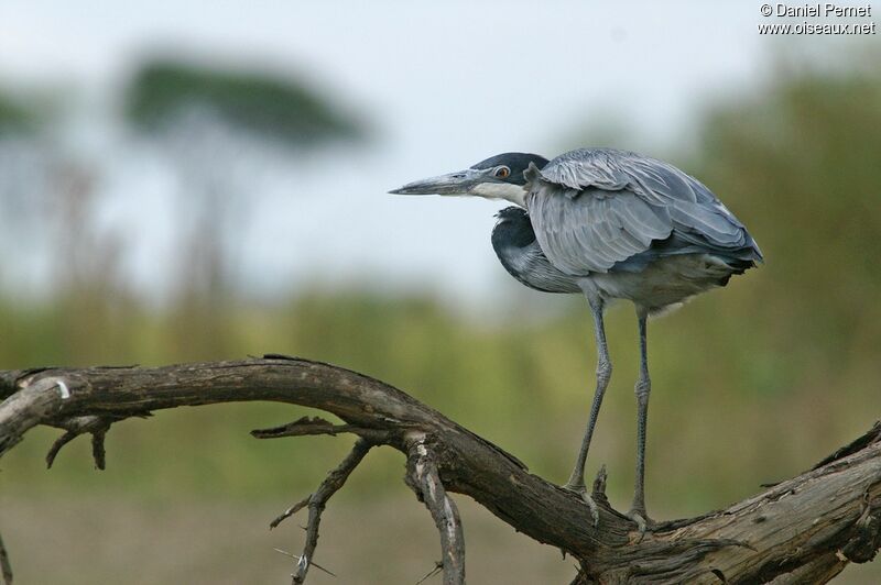 Black-headed Heron, identification