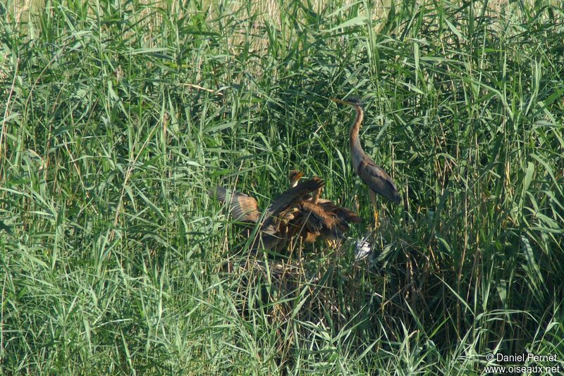 Purple Heron, Reproduction-nesting, Behaviour