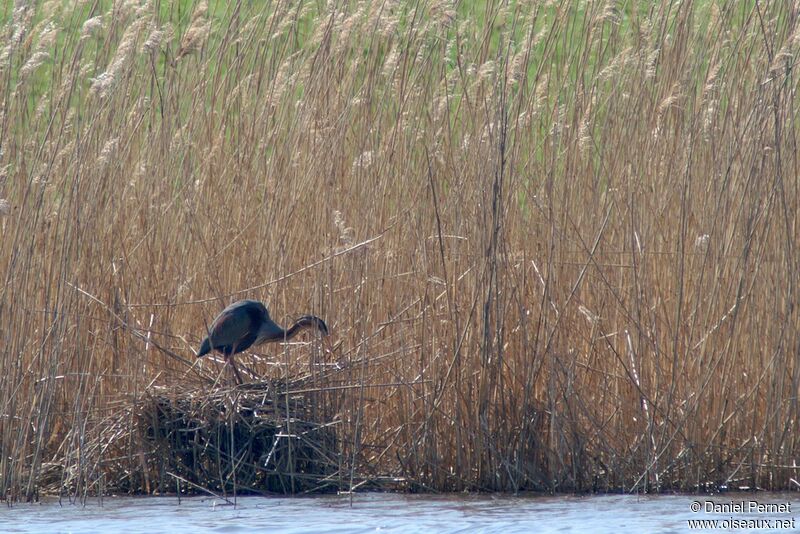 Purple Heronadult breeding, Reproduction-nesting