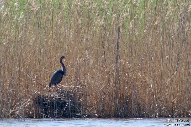 Purple Heronadult breeding, Reproduction-nesting