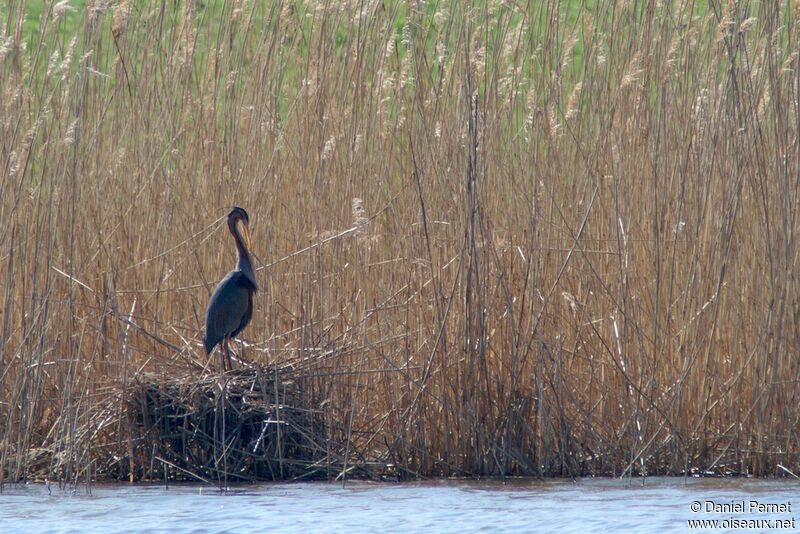 Purple Heronadult breeding, Reproduction-nesting