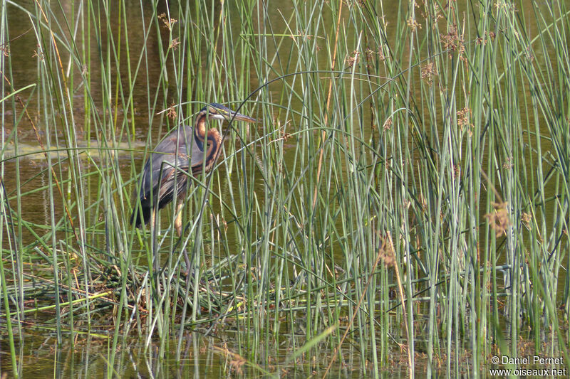 Purple Heronadult, habitat