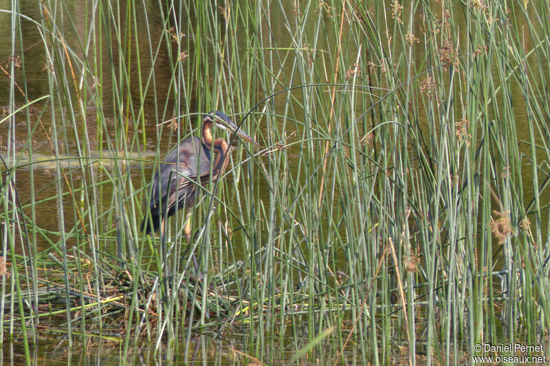 Héron pourpréadulte, habitat