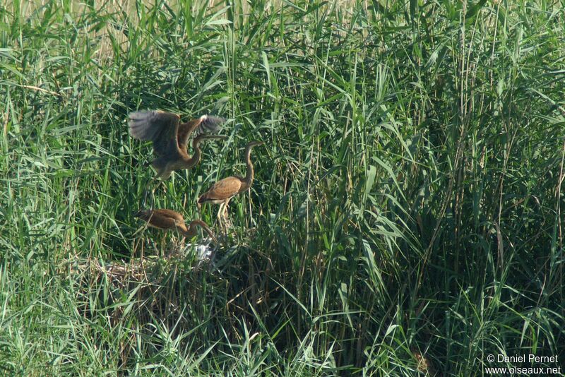 Purple Heron, Reproduction-nesting, Behaviour