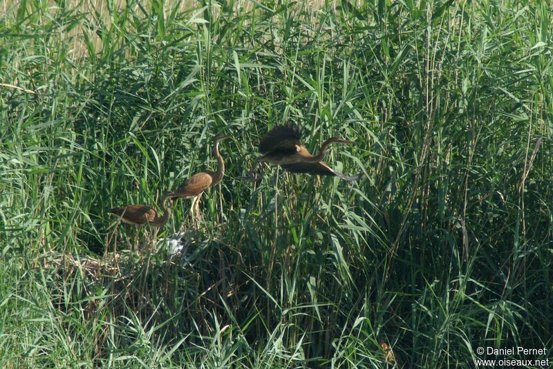 Purple Heron, Reproduction-nesting, Behaviour