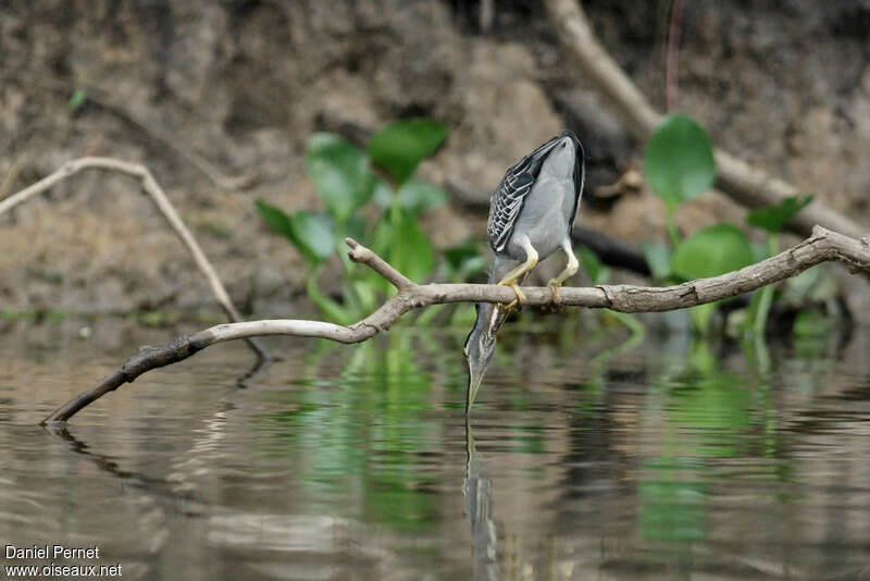 Héron striéadulte, habitat, pêche/chasse, Comportement