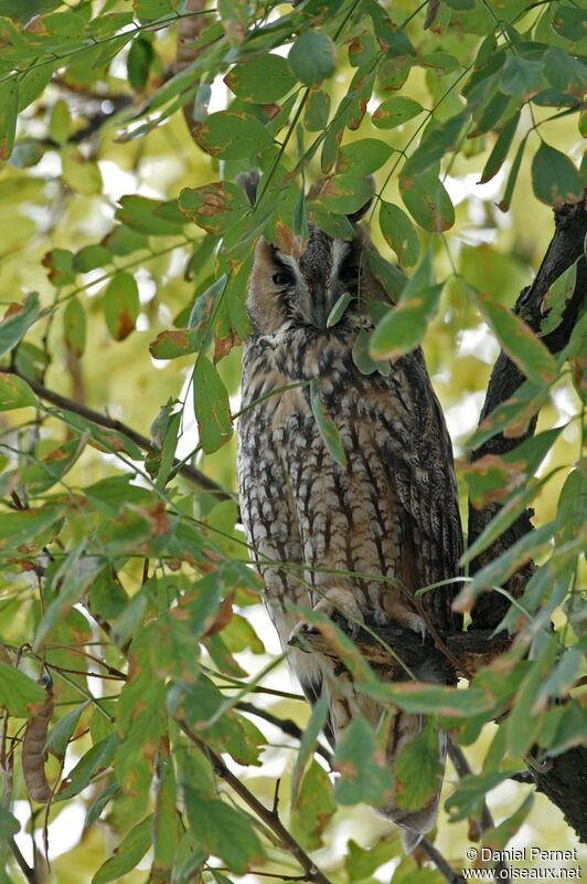 Hibou moyen-duc, identification