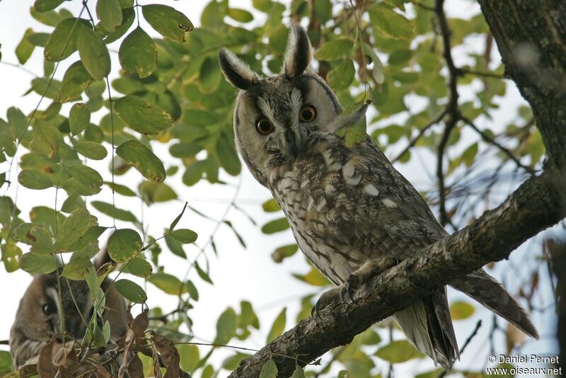 Hibou moyen-duc, identification