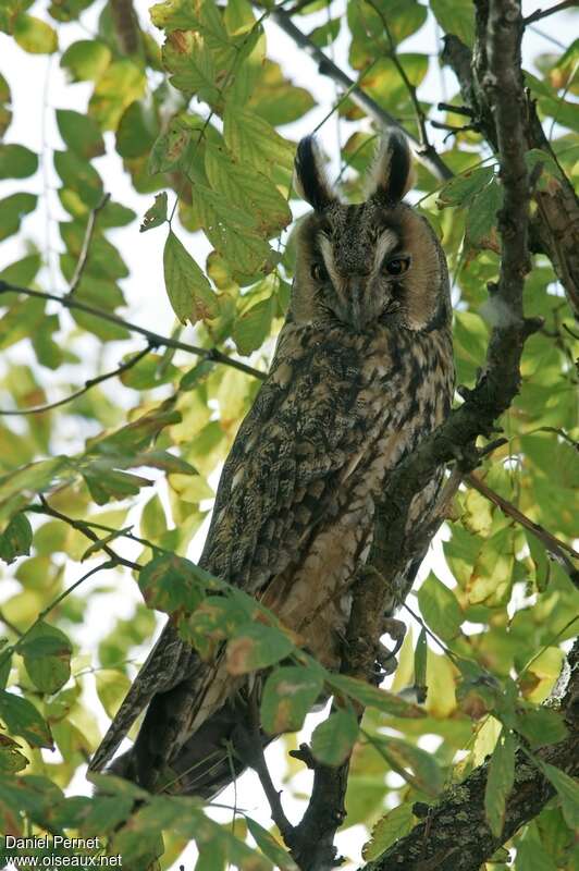 Long-eared Owladult, close-up portrait